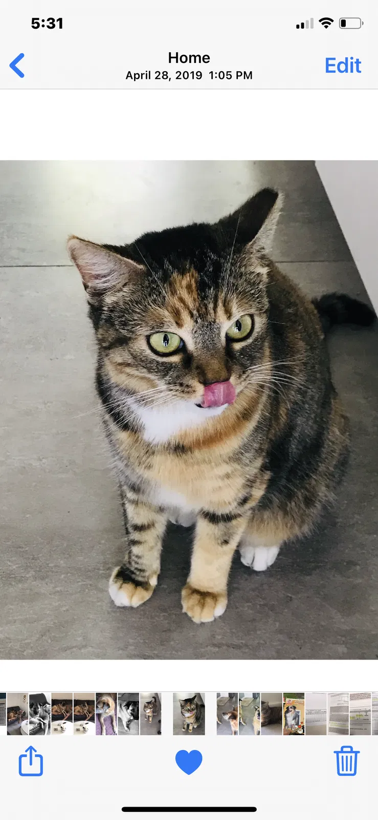 Lost cat in Miami, FL, 33173
