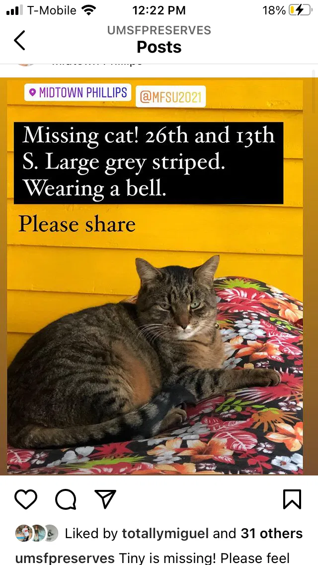 Lost cat in Minneapolis, MN, 55407