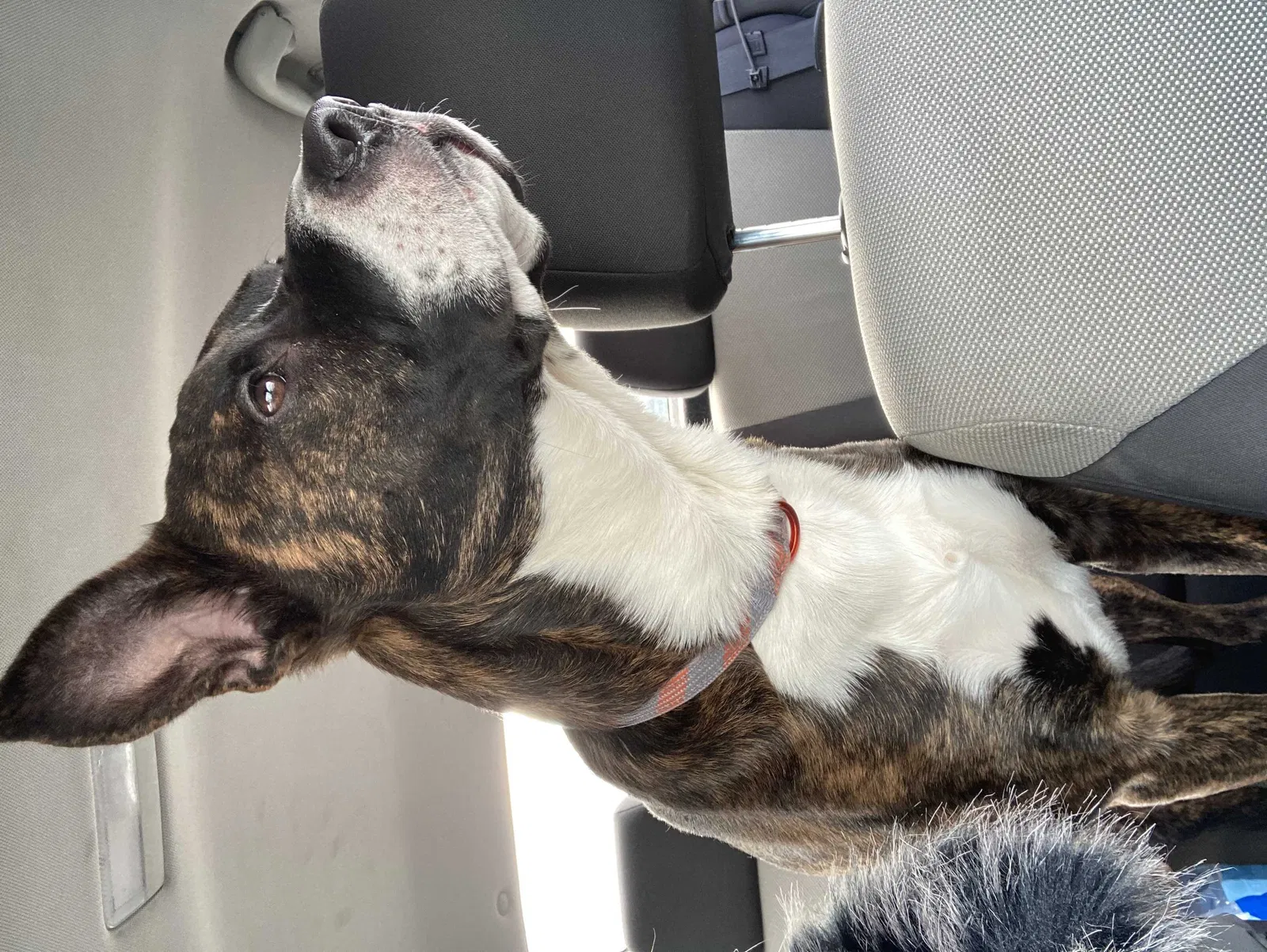 Lost dog in Flint, MI, 48505