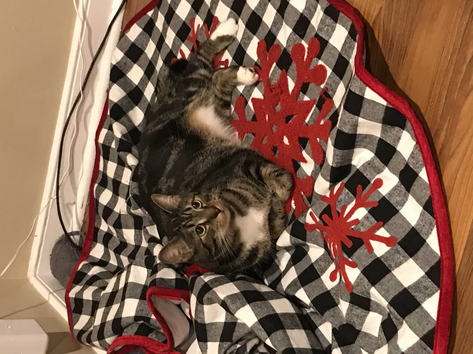 Lost cat in Midlothian, VA, 23114