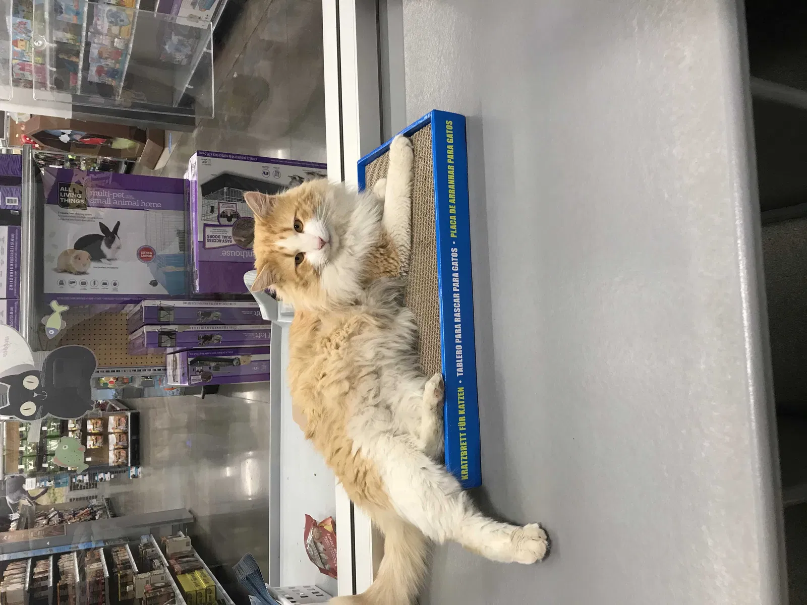 Lost cat in Columbus, OH, 43230