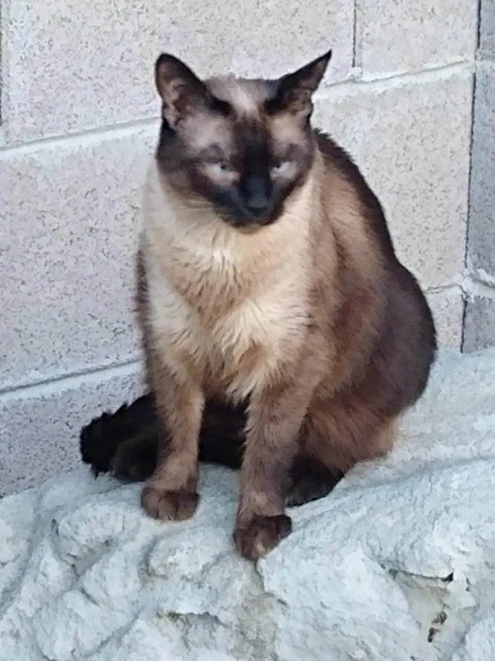 Lost cat in Phoenix, AZ, 85032