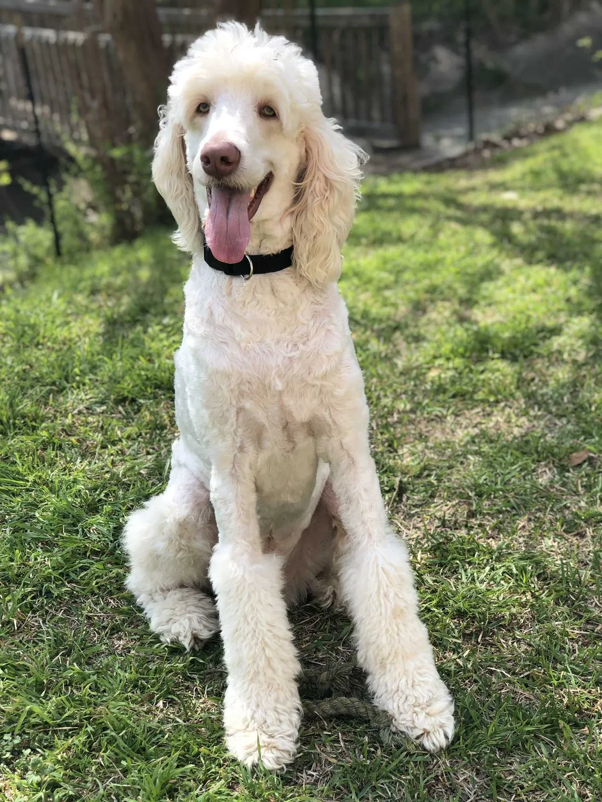 Lost dog in Cabot, AR, 72023