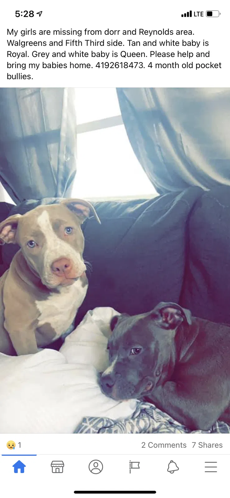 Lost dog in Toledo, OH, 43615