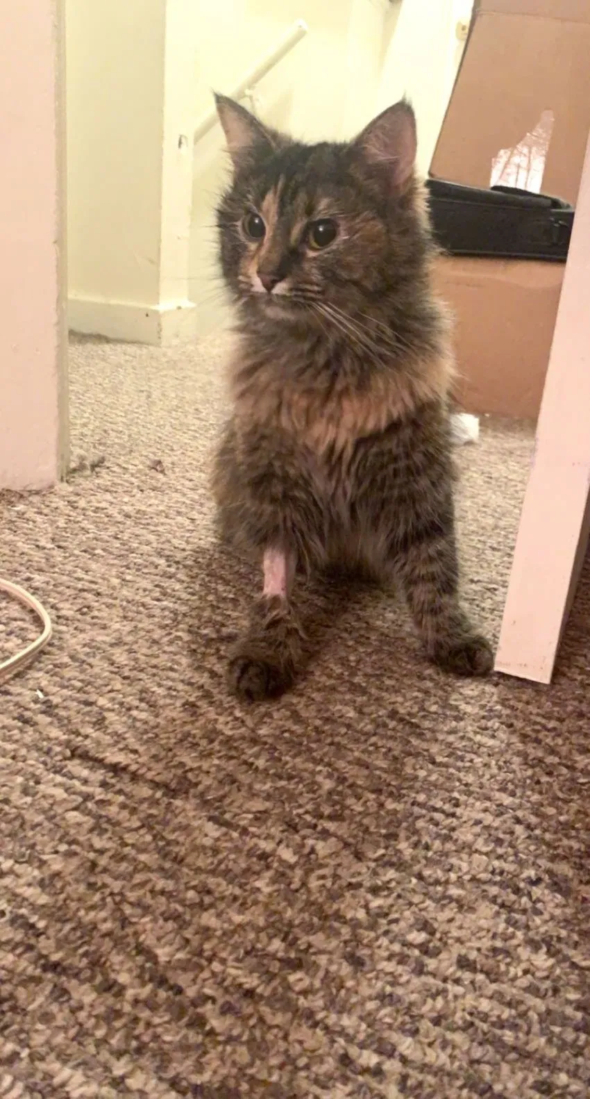 Lost cat in Coraopolis, PA, 15108