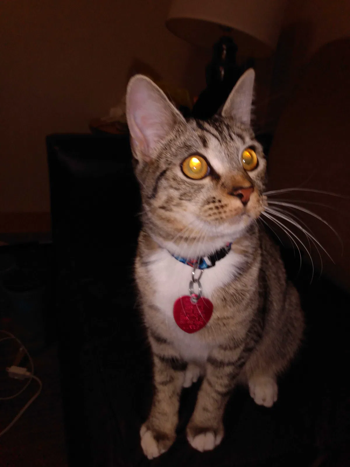 Lost cat in Greenville, SC, 29607