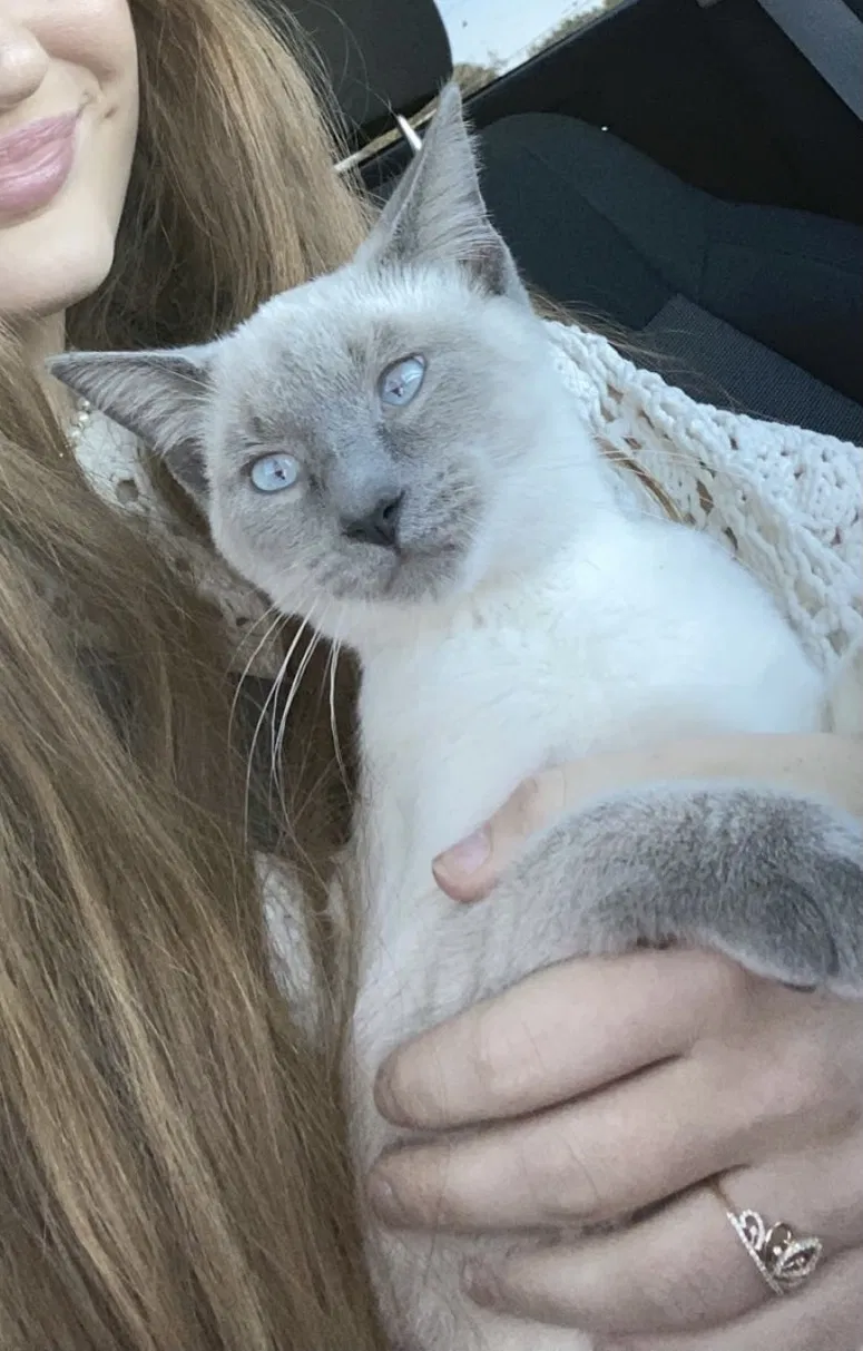 Lost cat in Decatur, AL, 35603