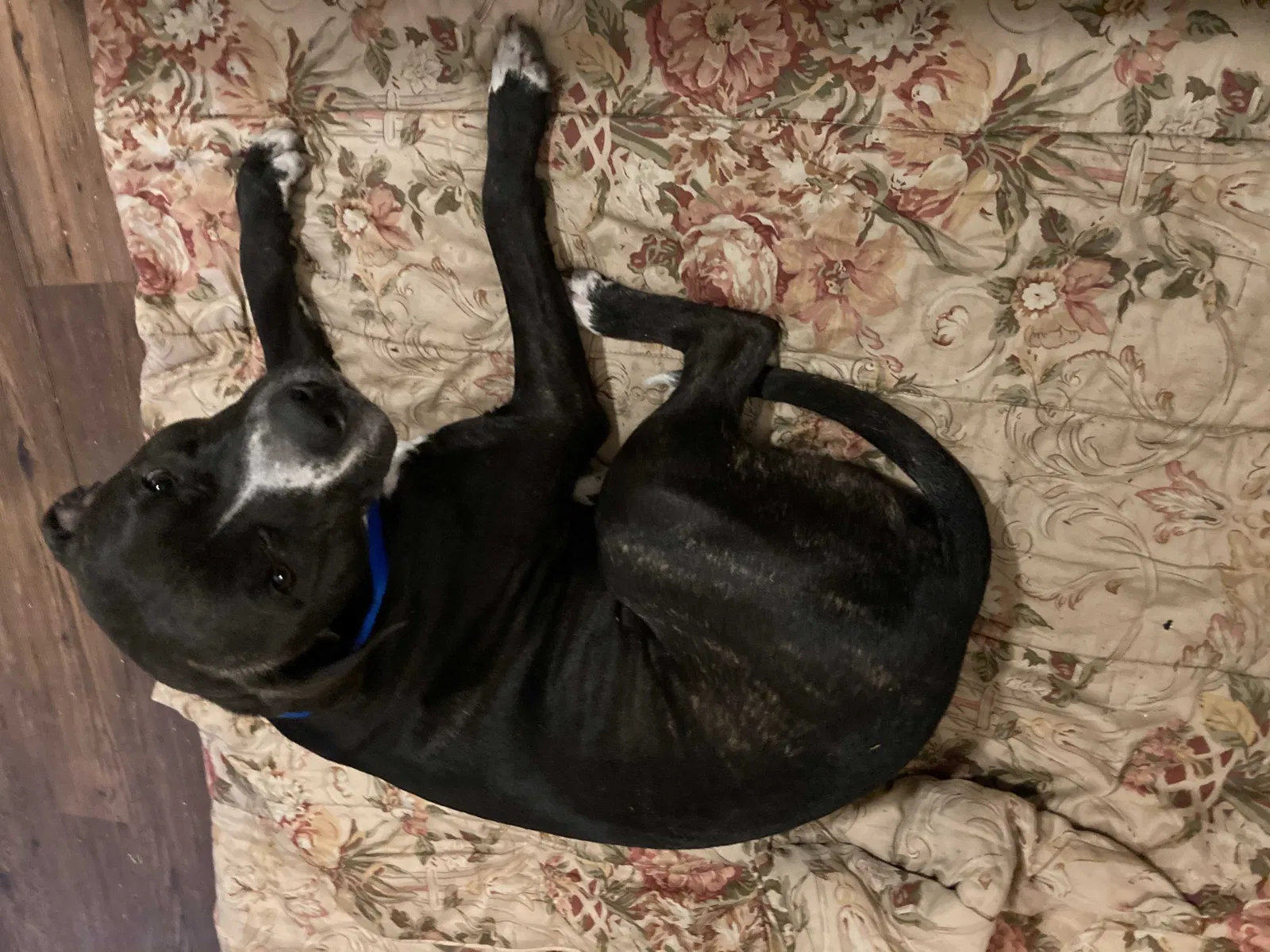 Lost dog in Bruceville, TX, 76630