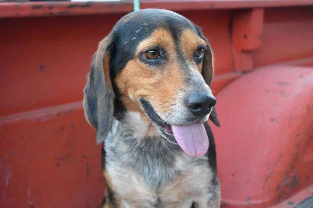 Lost dog in Appleton, WI, 54914