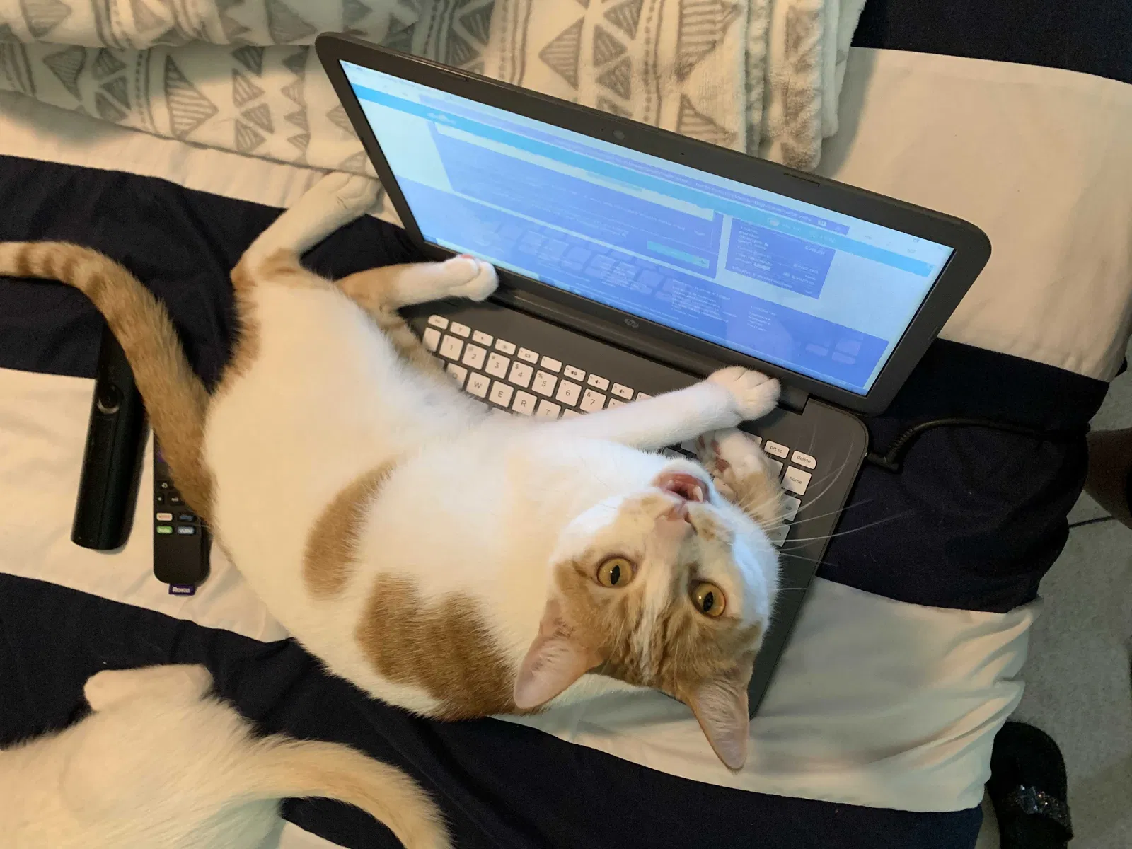 Lost cat in Navarre, FL, 32566