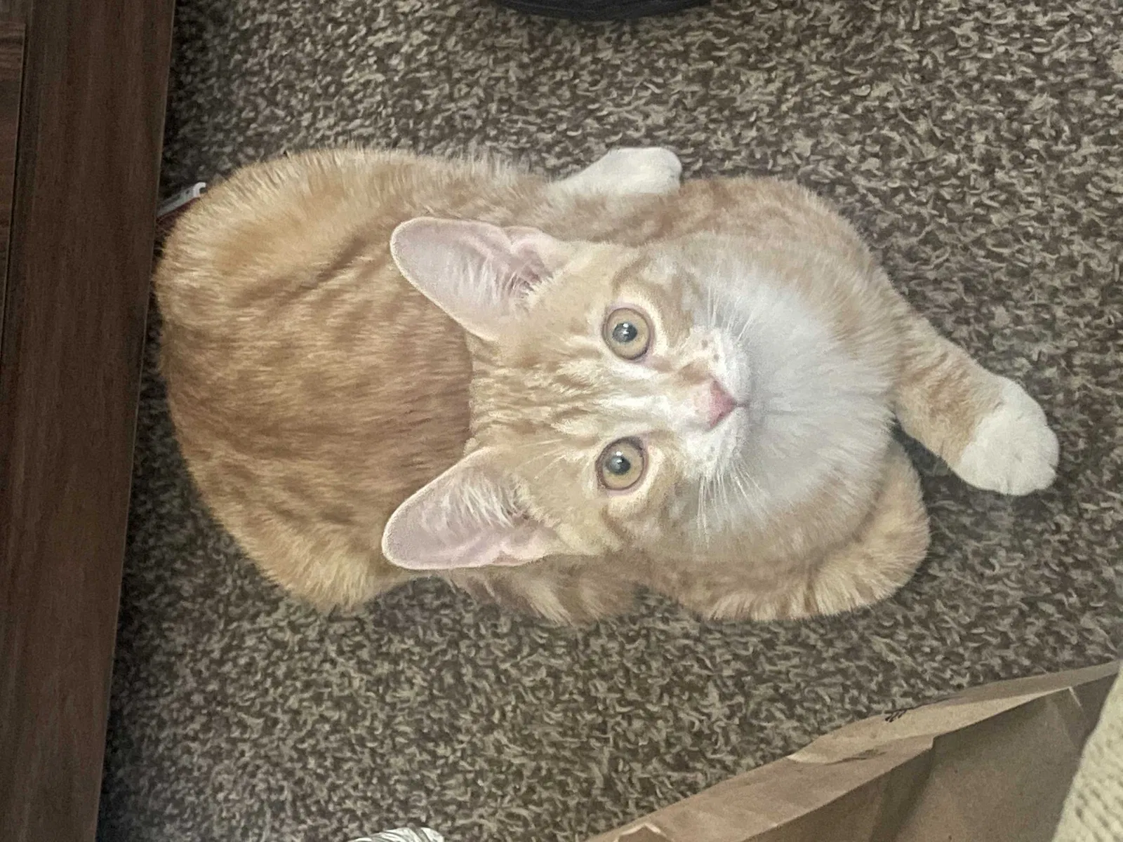 Lost cat in Mount Morris, MI, 48458