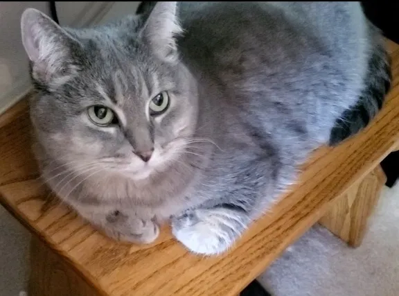 Lost cat in Arvada, CO, 80003