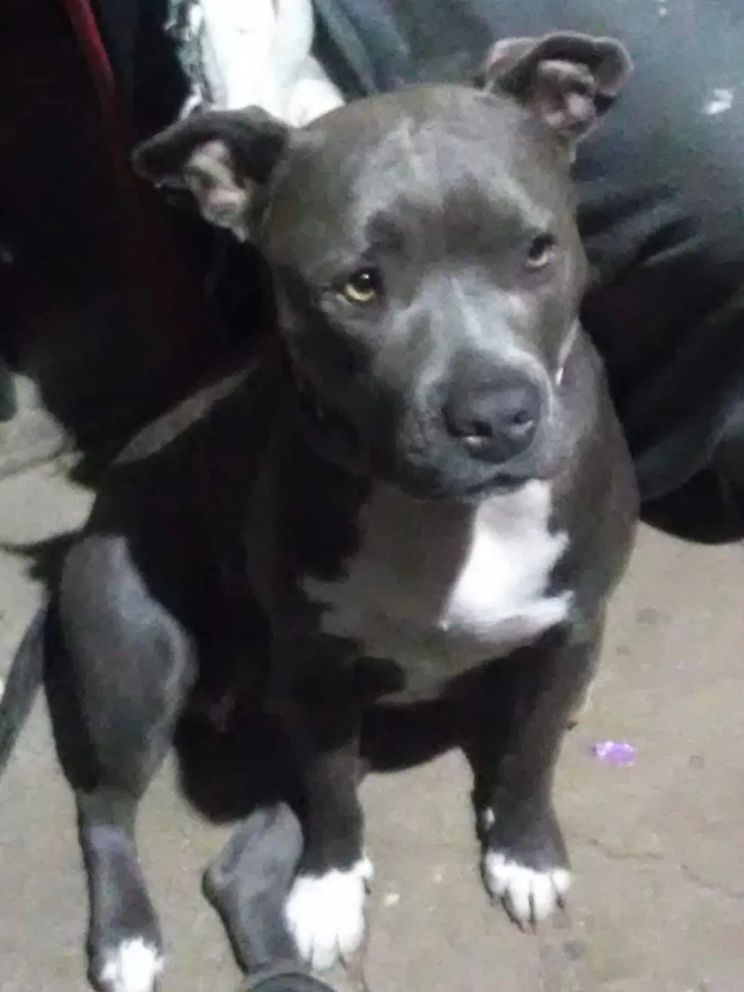 Lost dog in Sacramento, CA, 95824