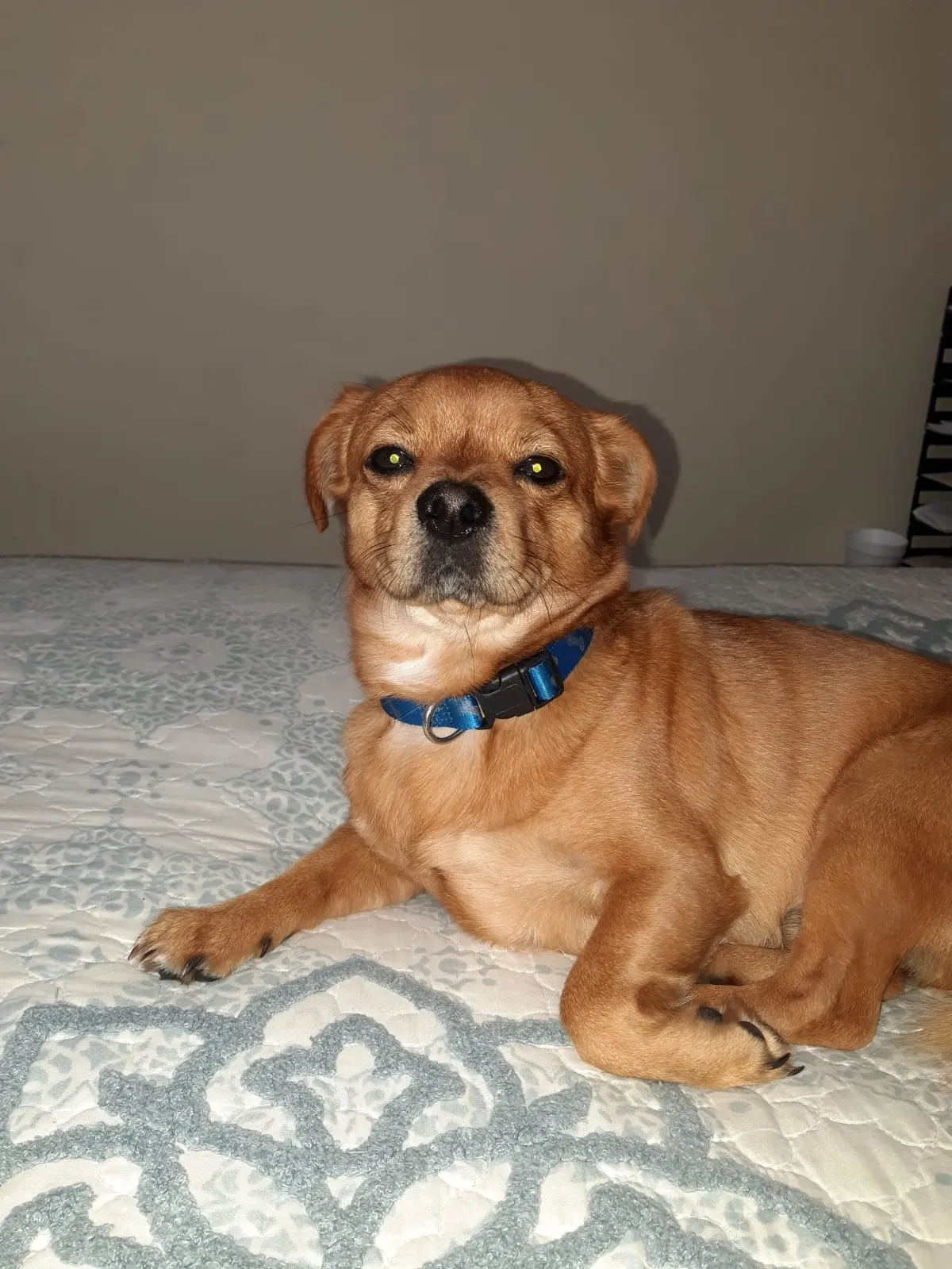 Lost dog in Gretna, LA, 70056