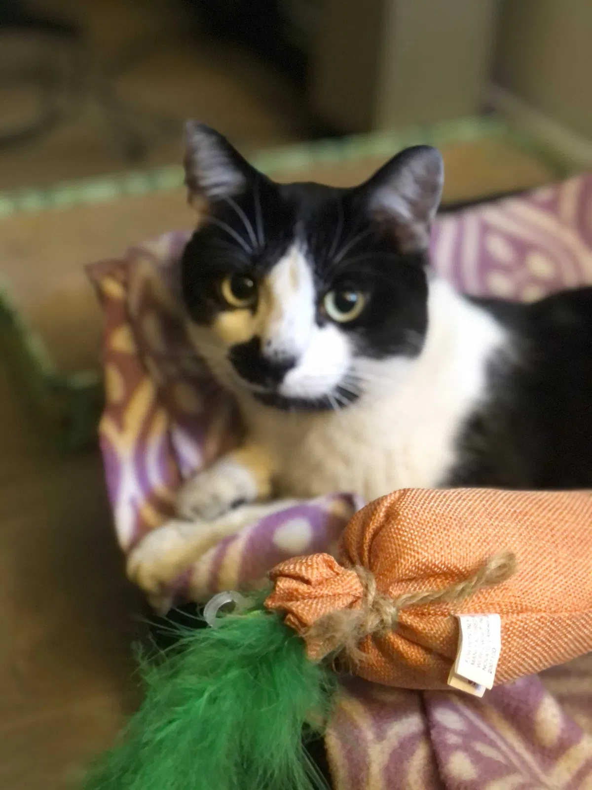 Lost cat in Fullerton, CA, 92831