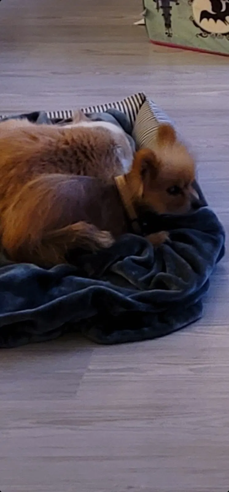 Lost dog in Greensboro, NC, 27405