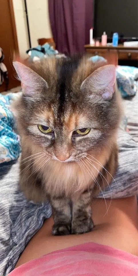 Lost cat in Oak Ridge, TN, 37830