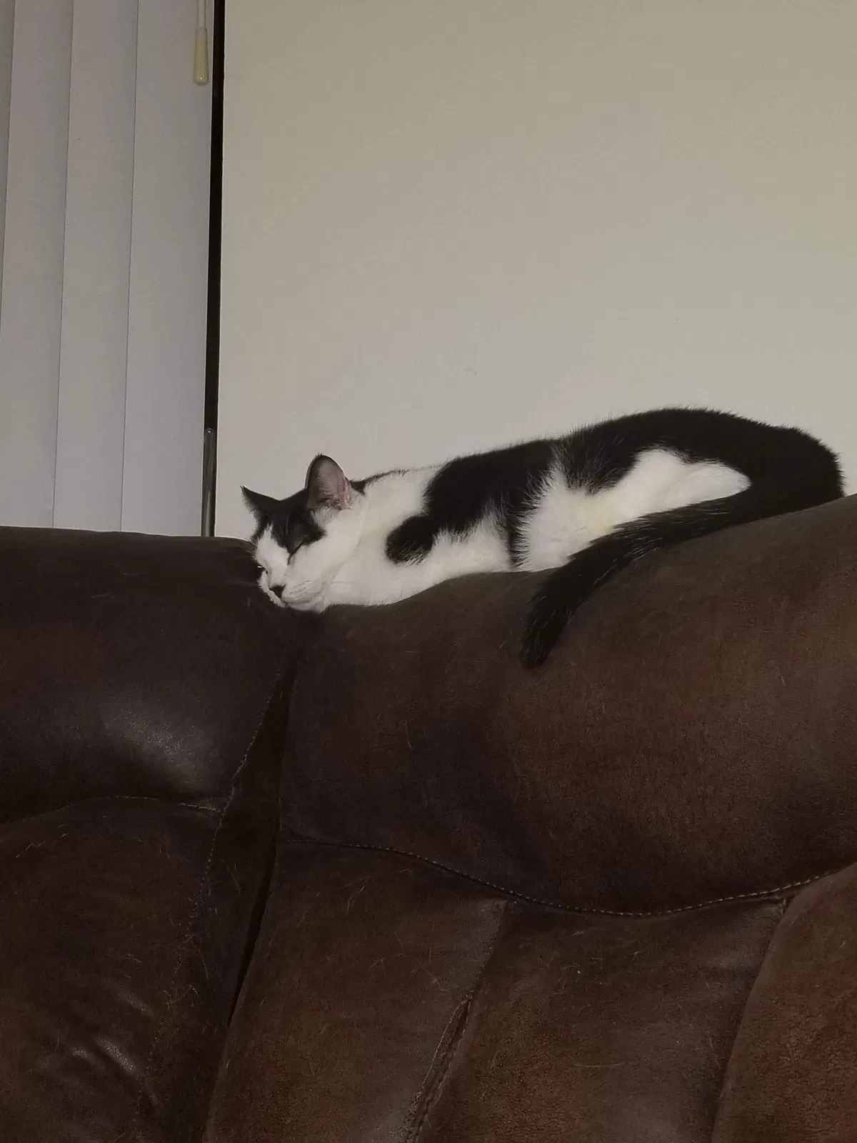 Lost cat in Bonita Springs, FL, 34134