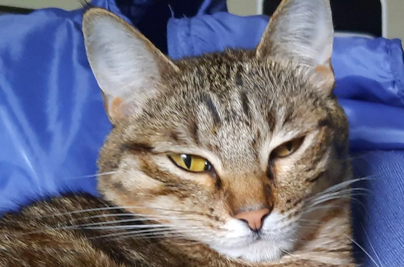 Lost cat in Bothell, WA, 98012