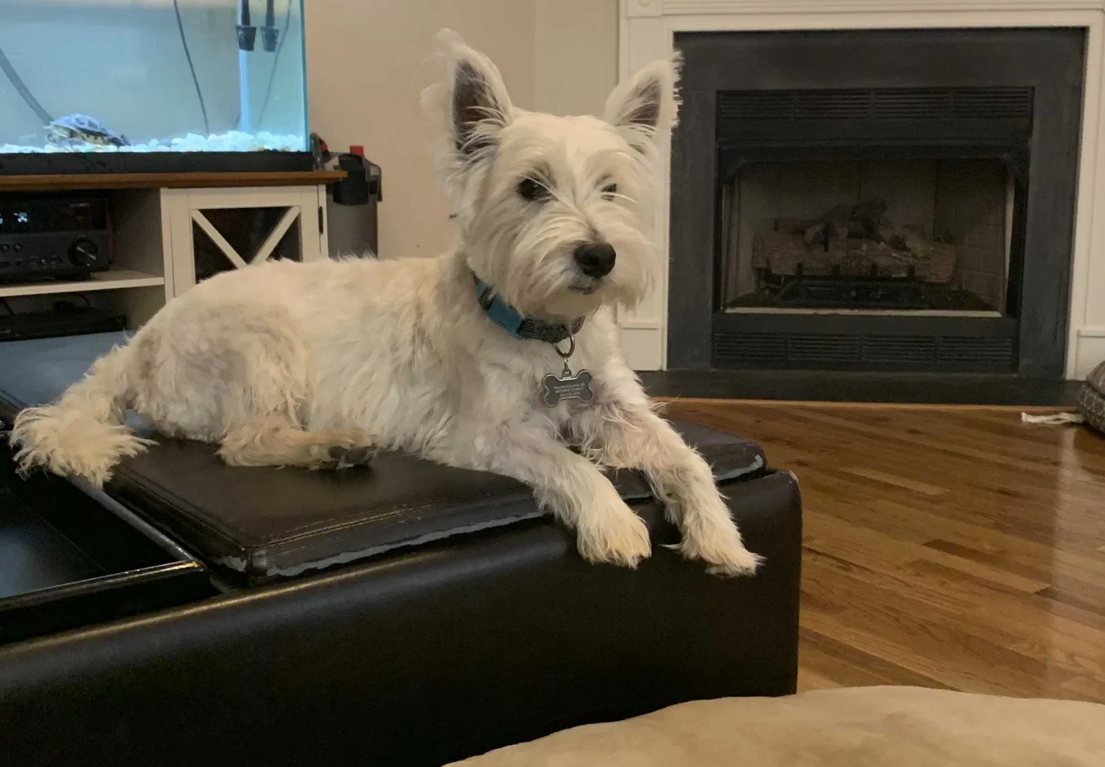 Lost dog in Browns Summit, NC, 27214