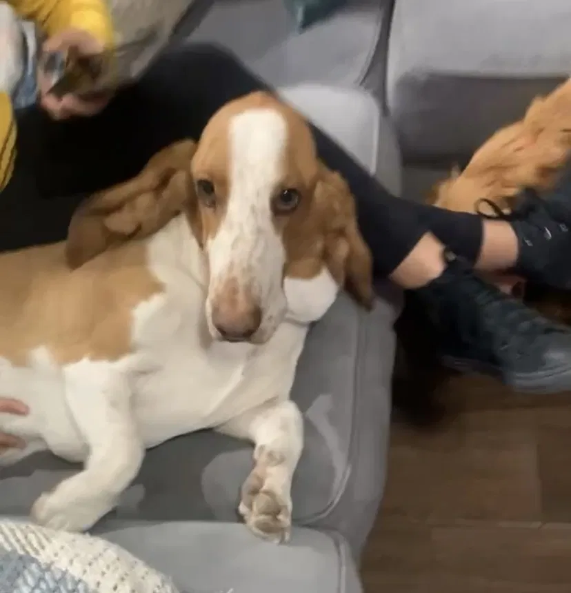 Lost dog in El Paso, TX, 79915