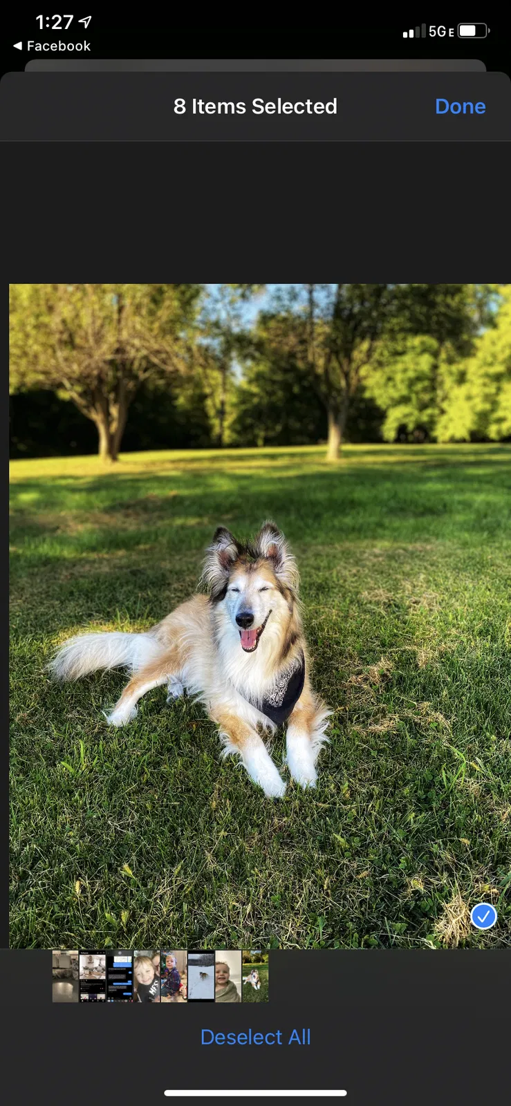 Lost dog in New Cumberland, WV, 26047