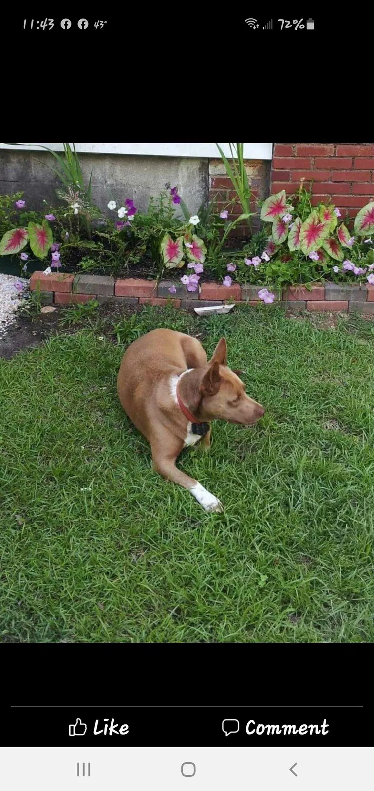 Lost dog in Little Mountain, SC, 29075