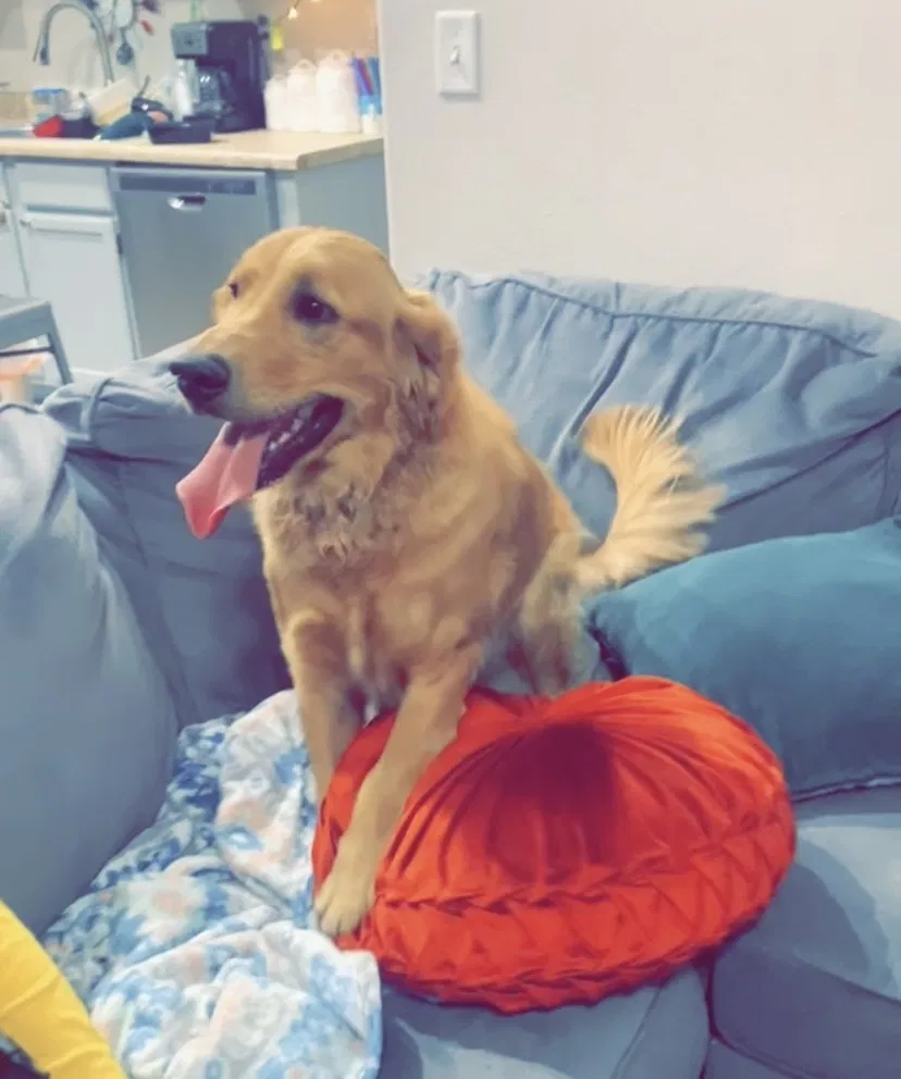 Lost dog in El Paso, TX, 79915