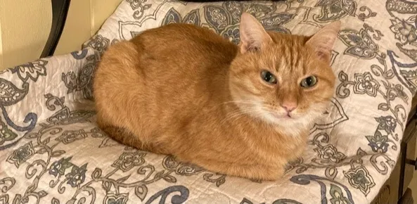 Lost cat in Tuscaloosa, AL, 35404