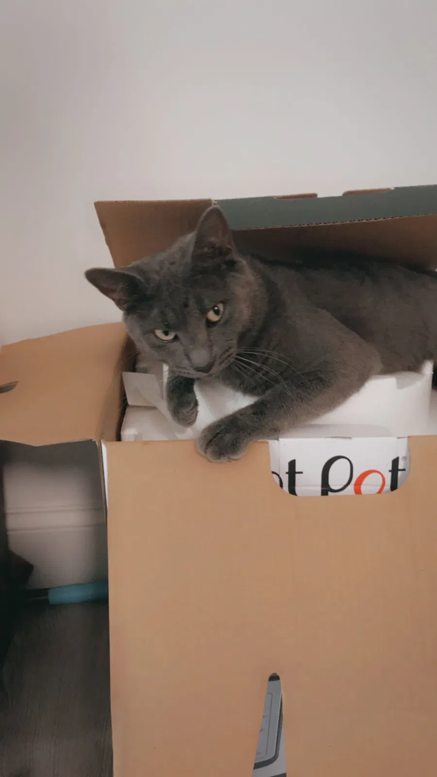 Lost cat in Anderson, SC, 29624