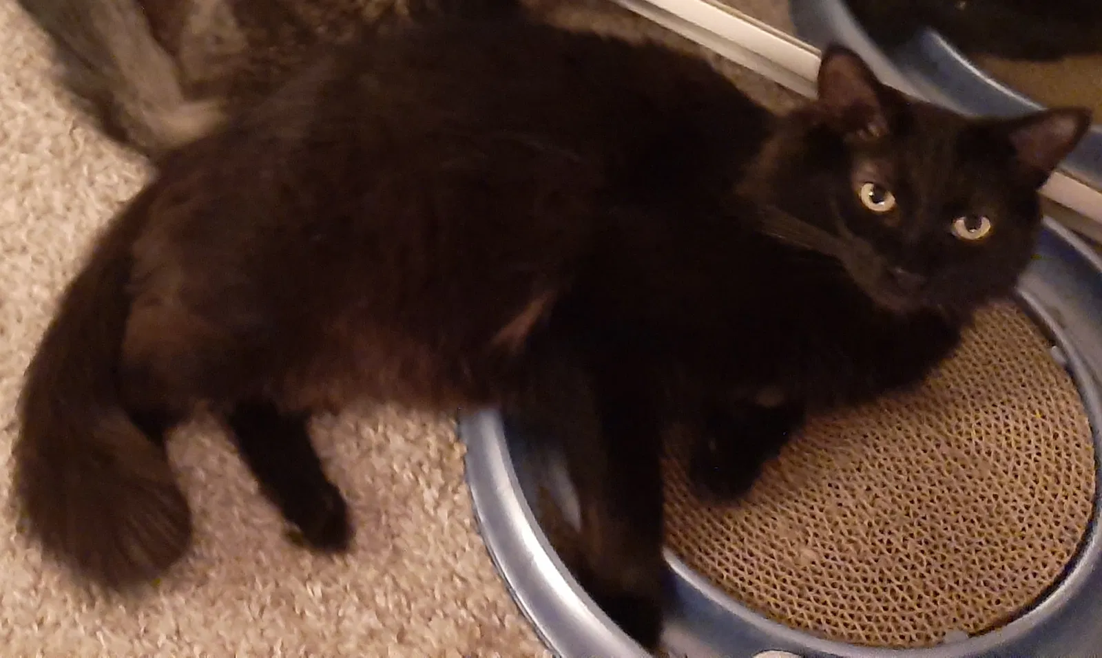 Lost cat in Sammamish, WA, 98075