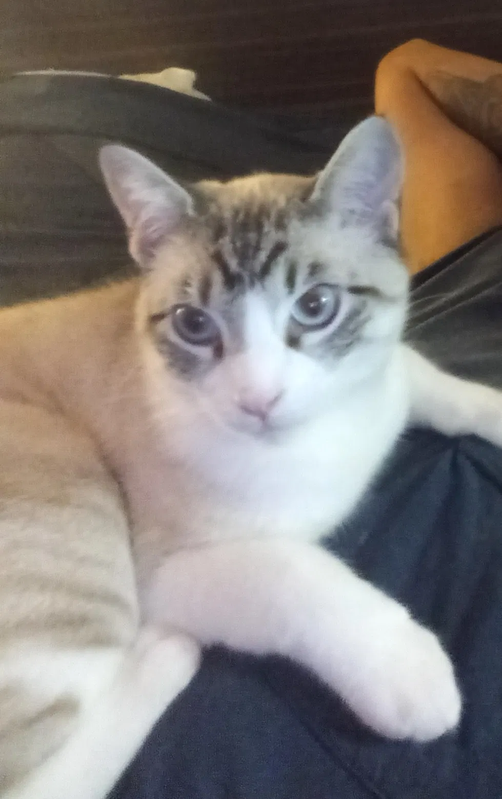 Lost cat in Brookshire, TX, 77423