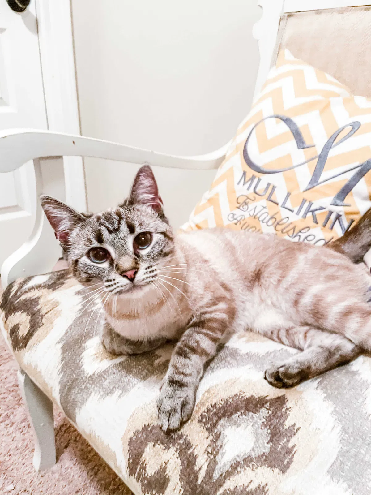 Lost cat in Lyman, SC, 29365