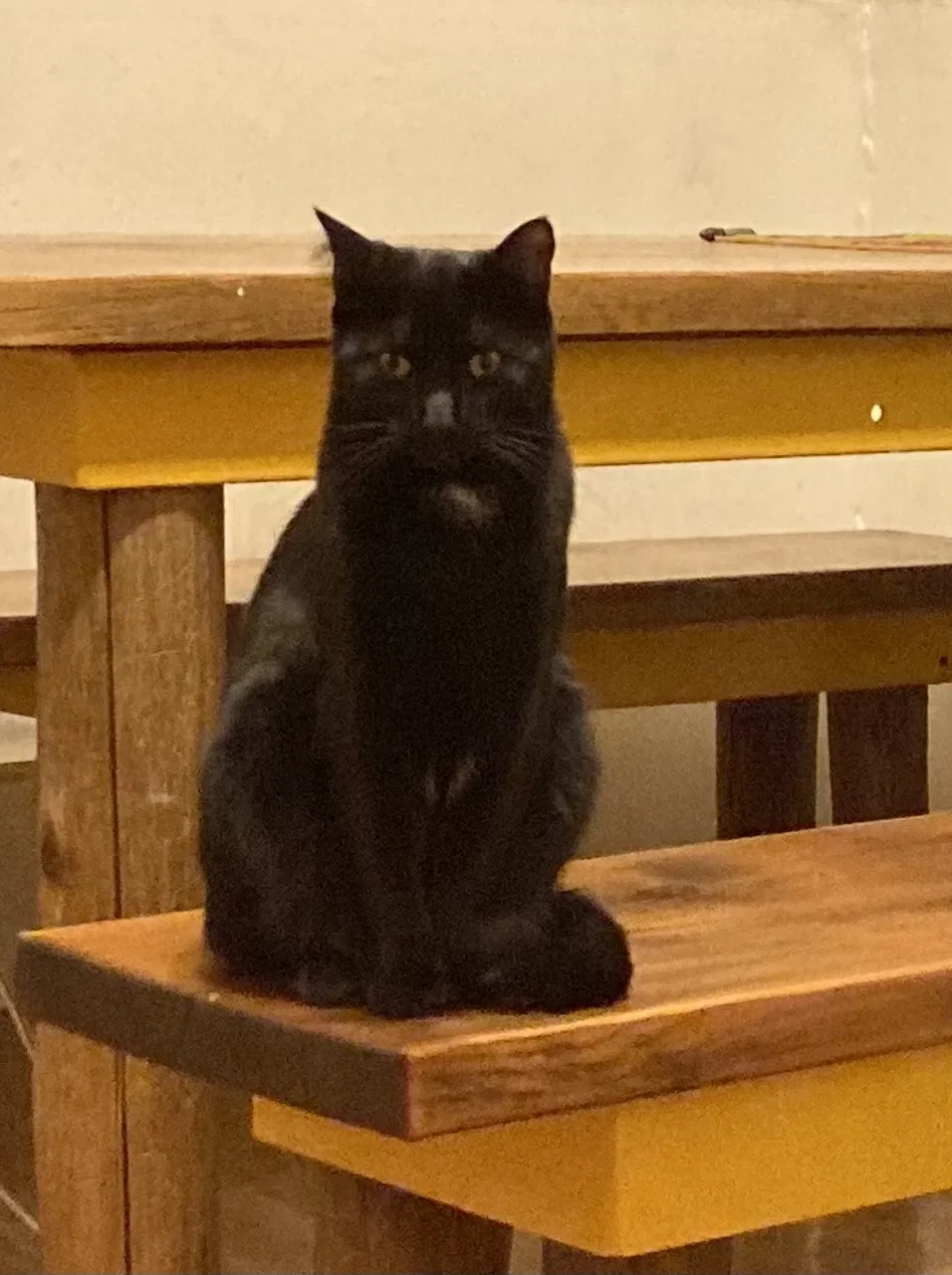 Lost cat in Oakland, CA, 94609