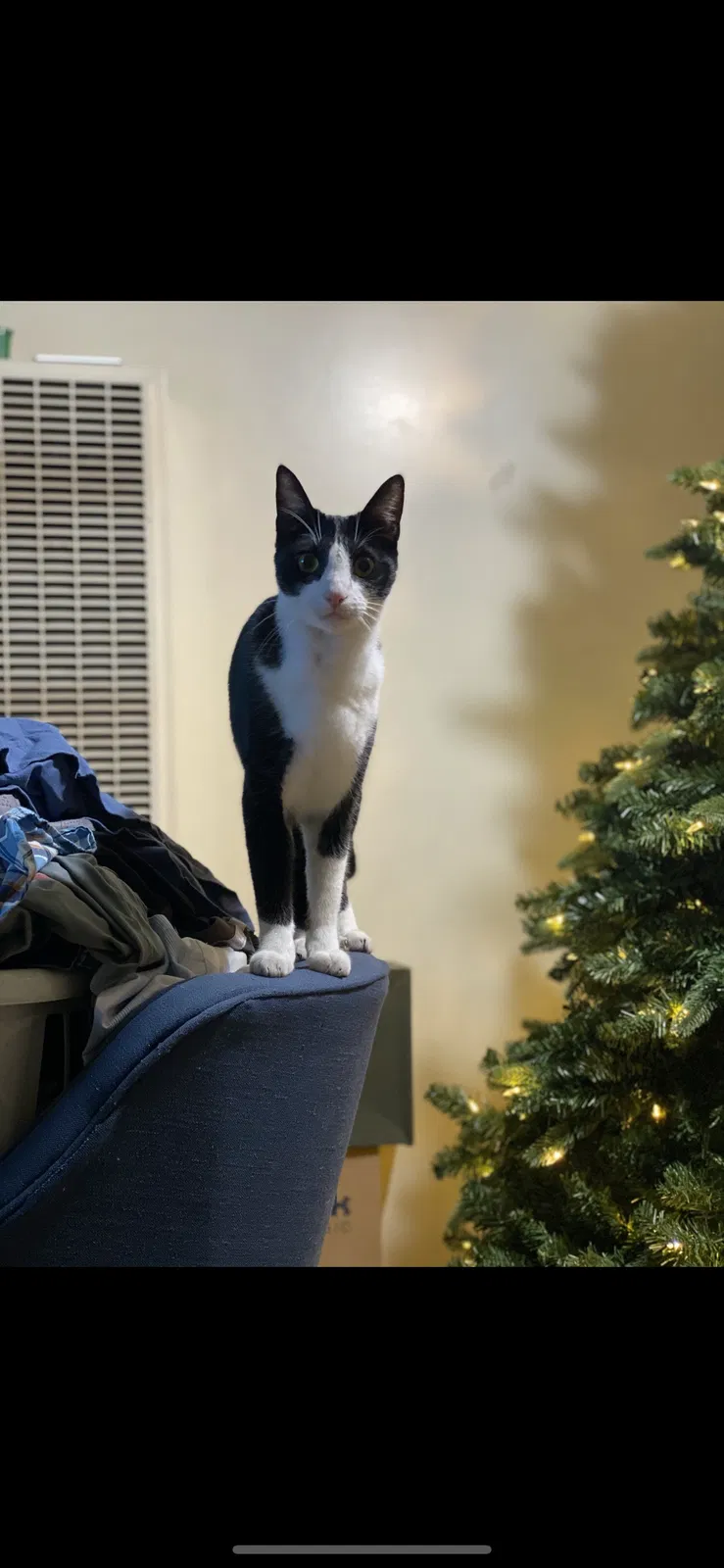Lost cat in Long Beach, CA, 90813
