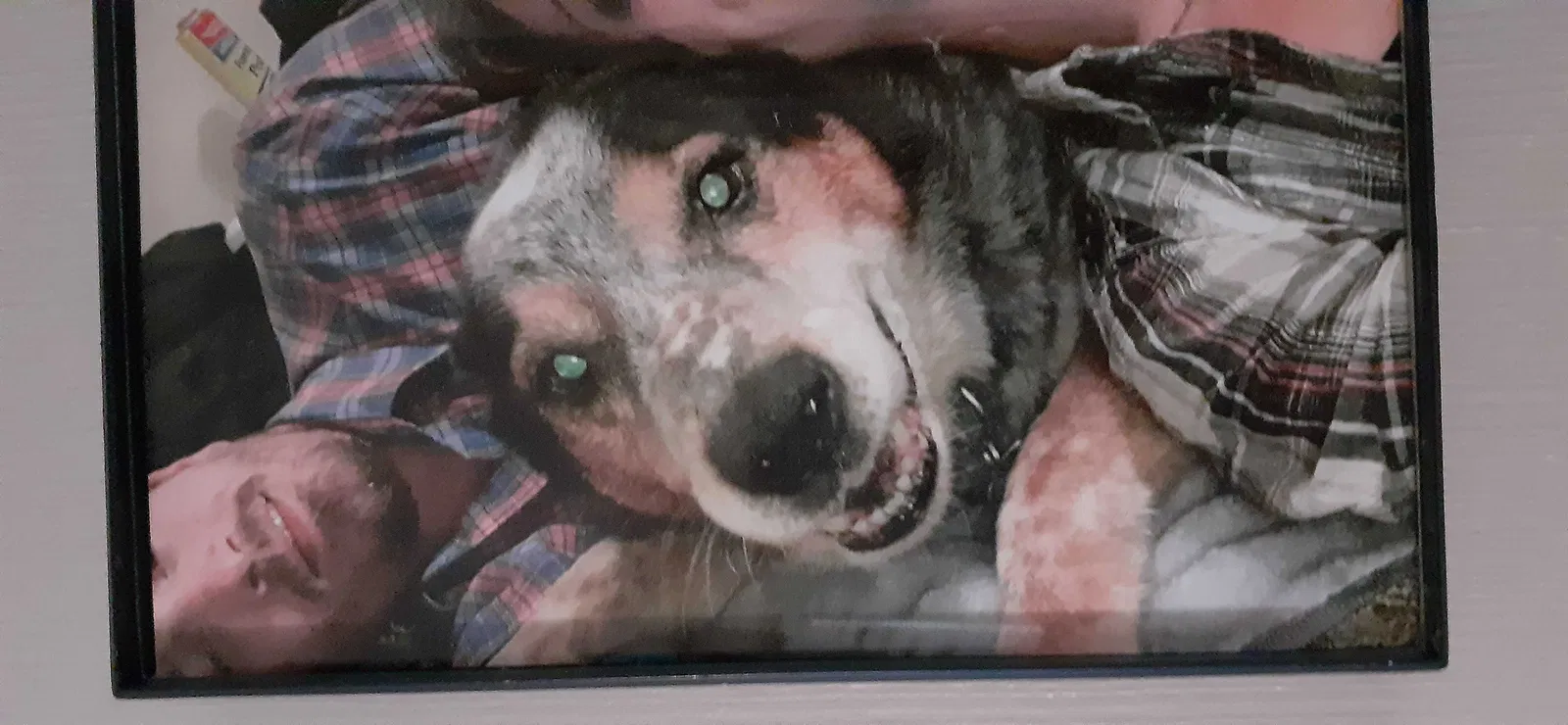 Lost dog in Maryville, TN, 37801