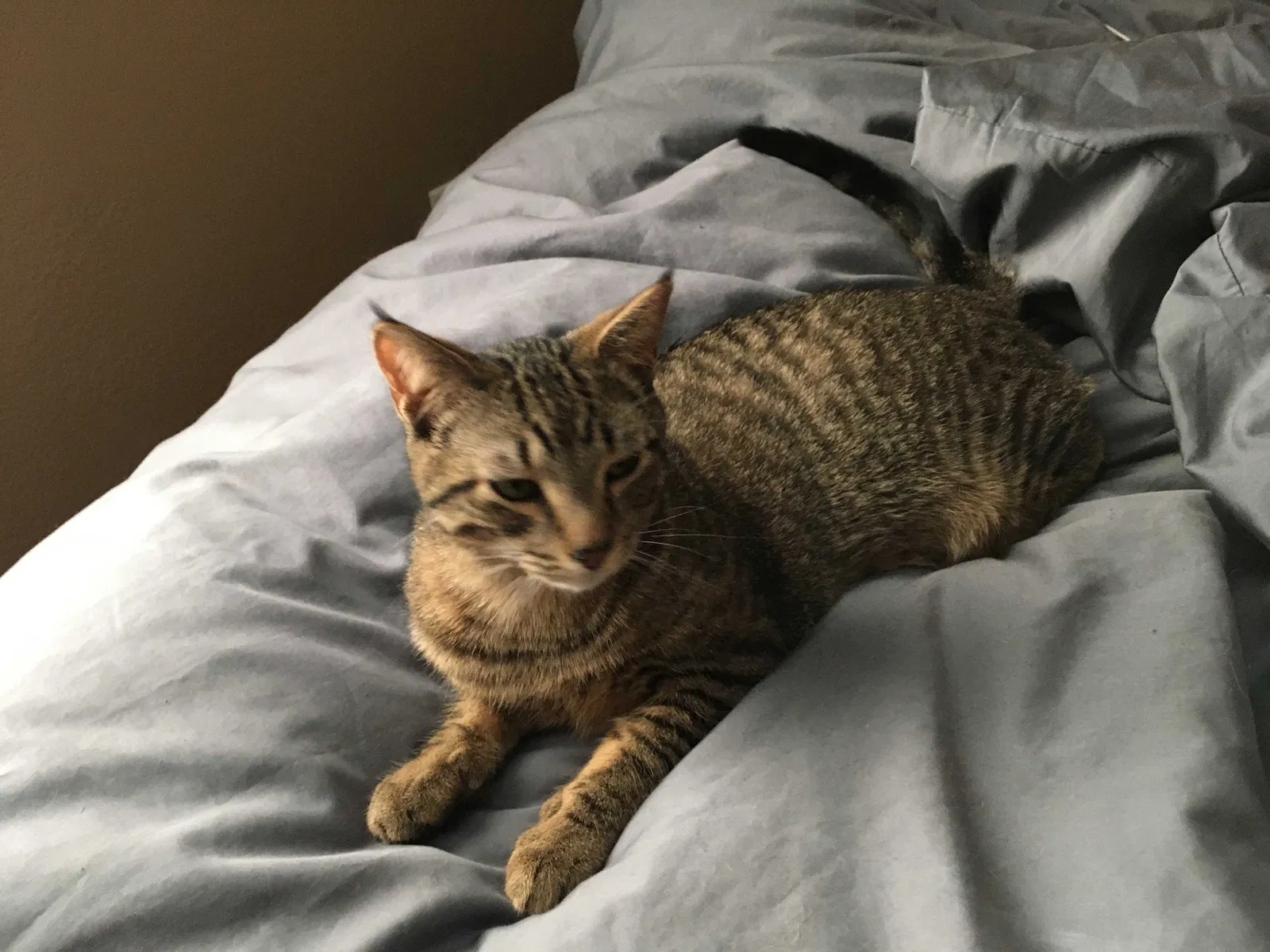 Lost cat in Grand Rapids, MI, 49504