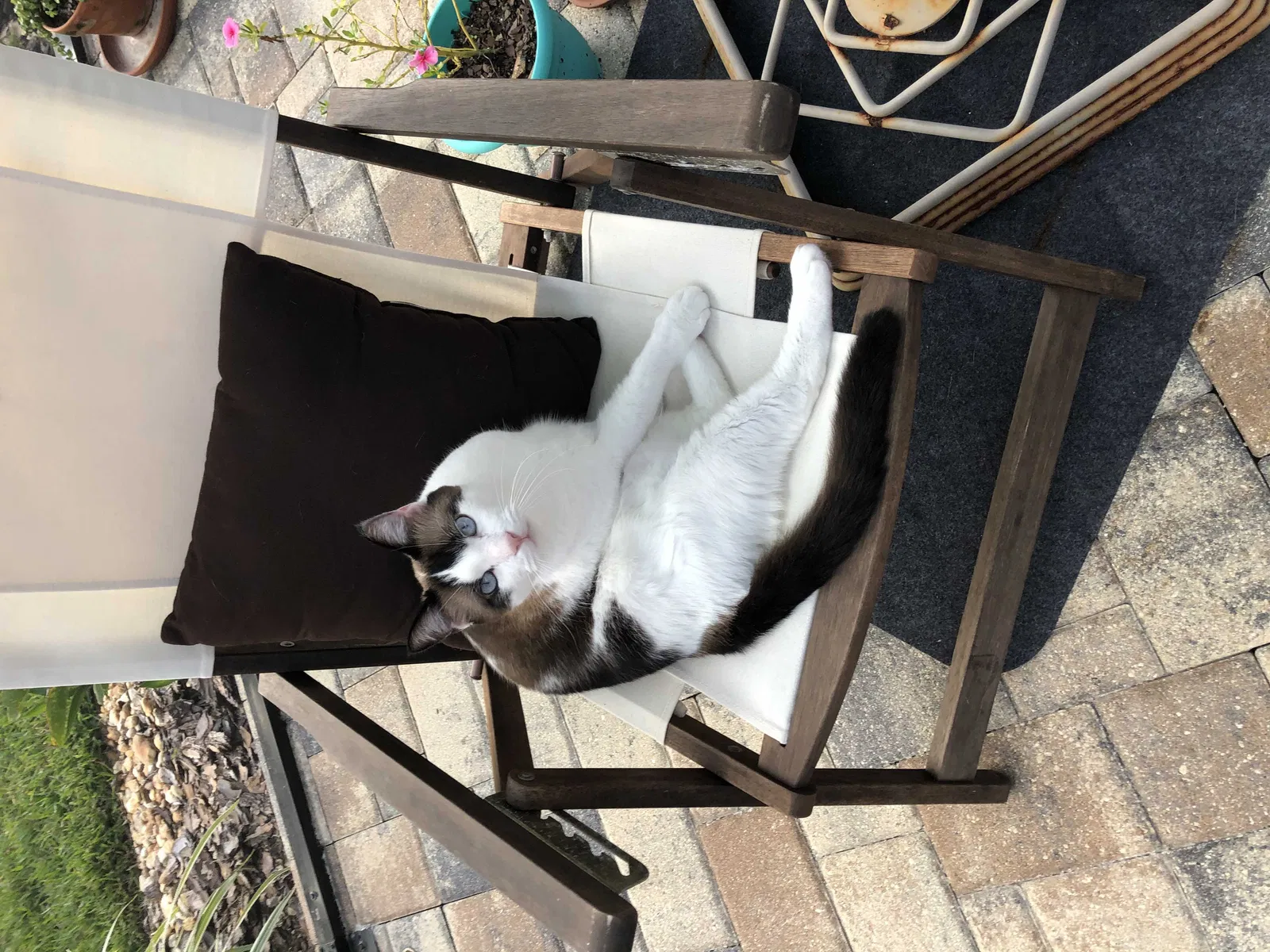 Lost cat in Wesley Chapel, FL, 33544