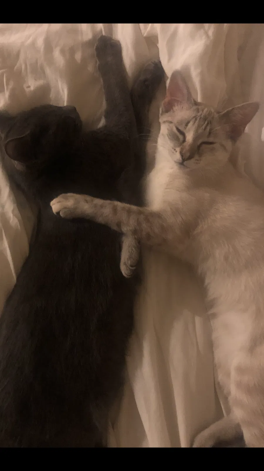 Lost cat in Fort Worth, TX, 76116