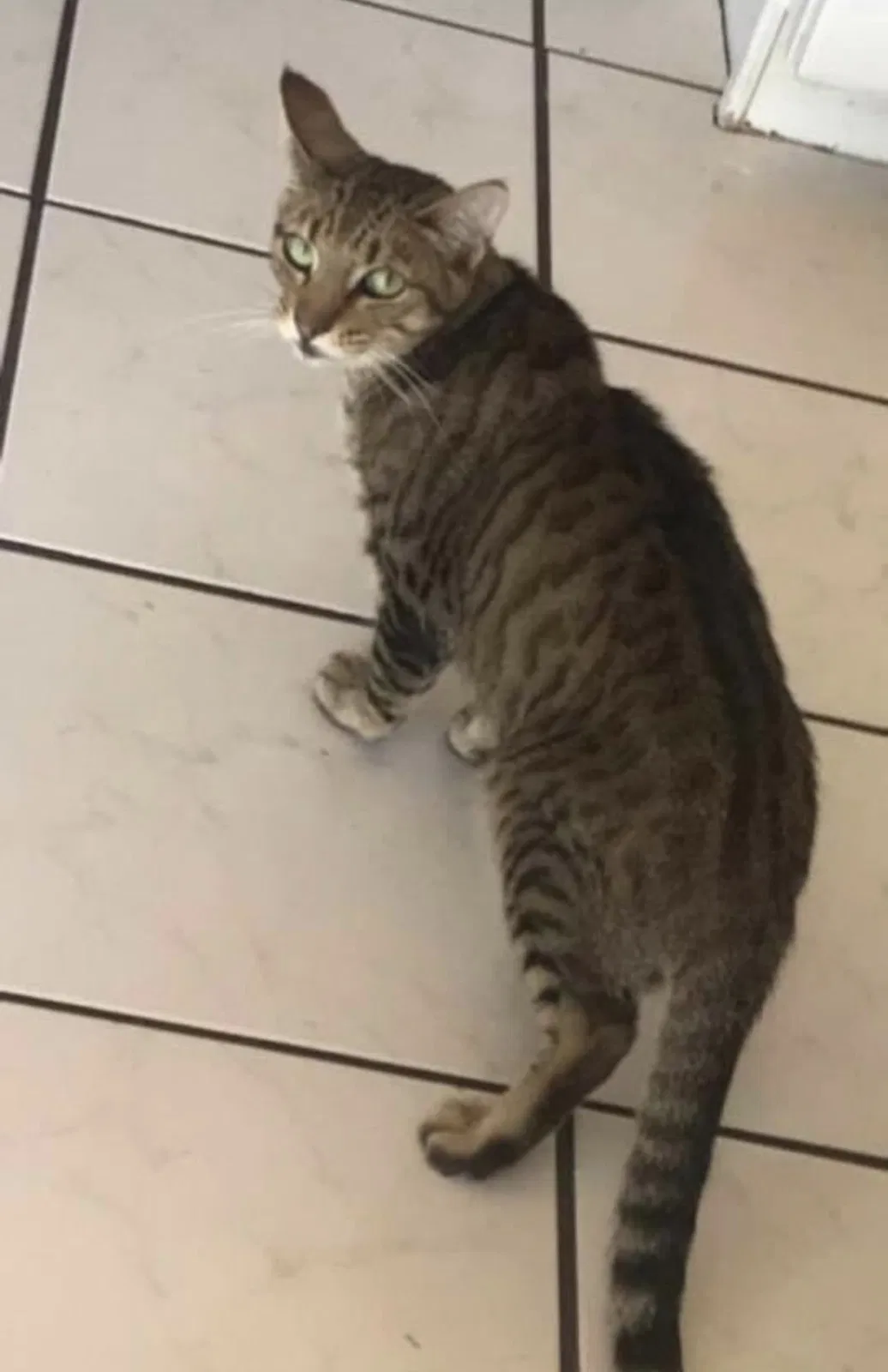 Lost cat in Puyallup, WA, 98372
