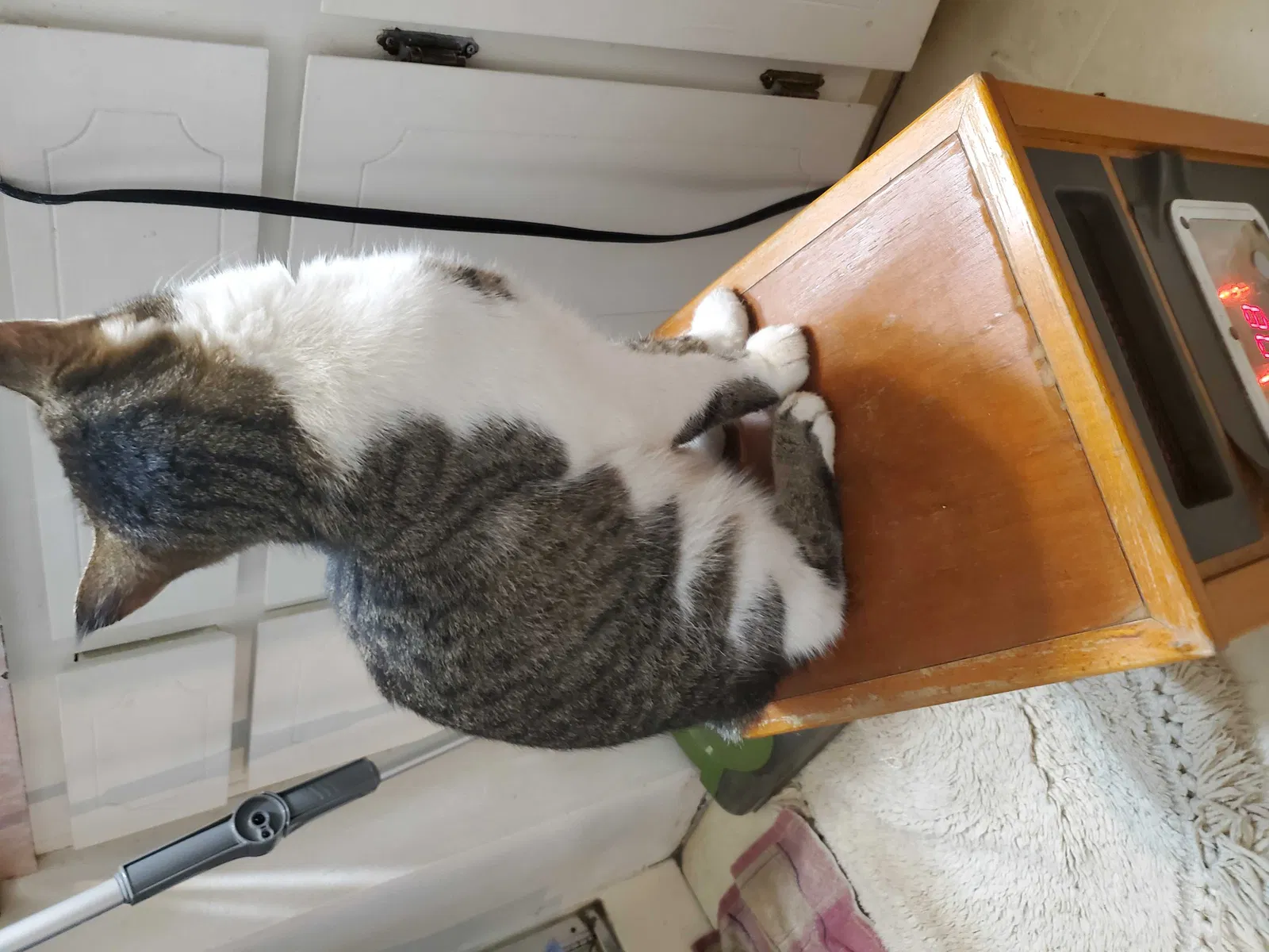 Lost cat in Maple Valley, WA, 98038