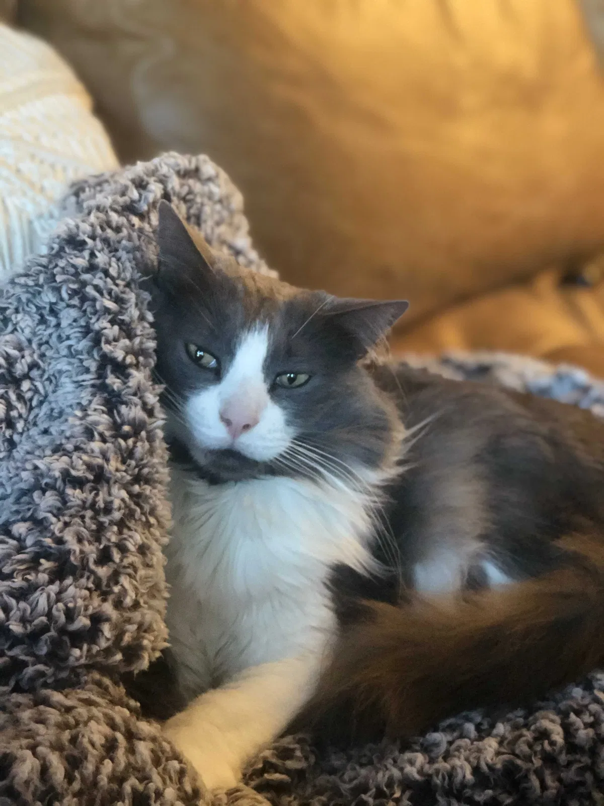 Lost cat in Denver, CO, 80211