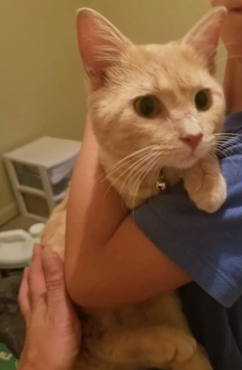 Lost cat in Hendersonville, NC, 28791