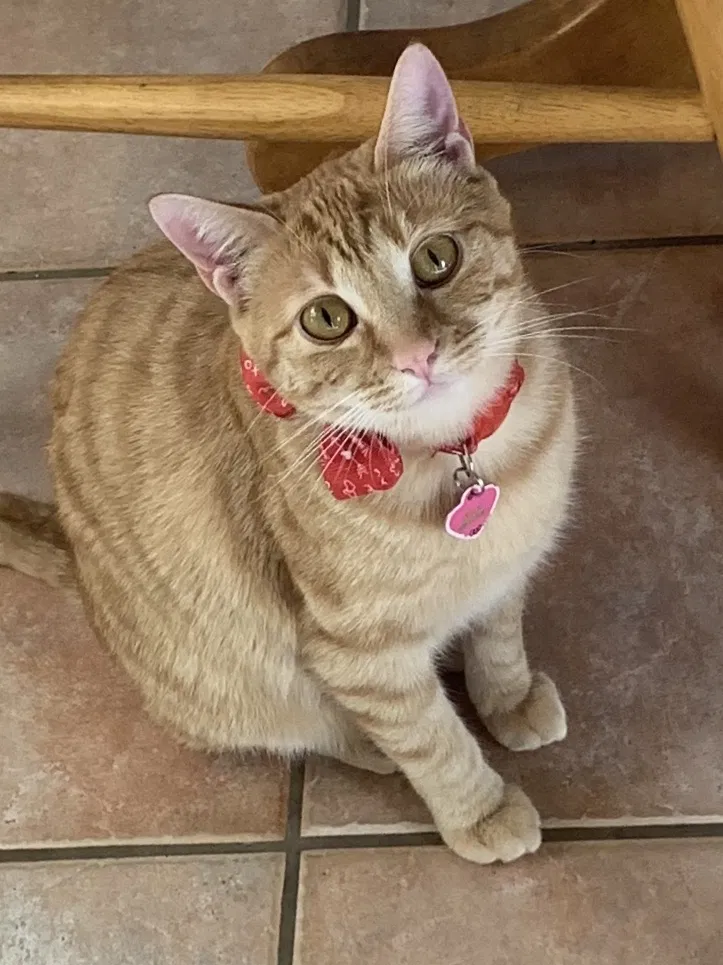 Lost cat in Mesa, AZ, 85206