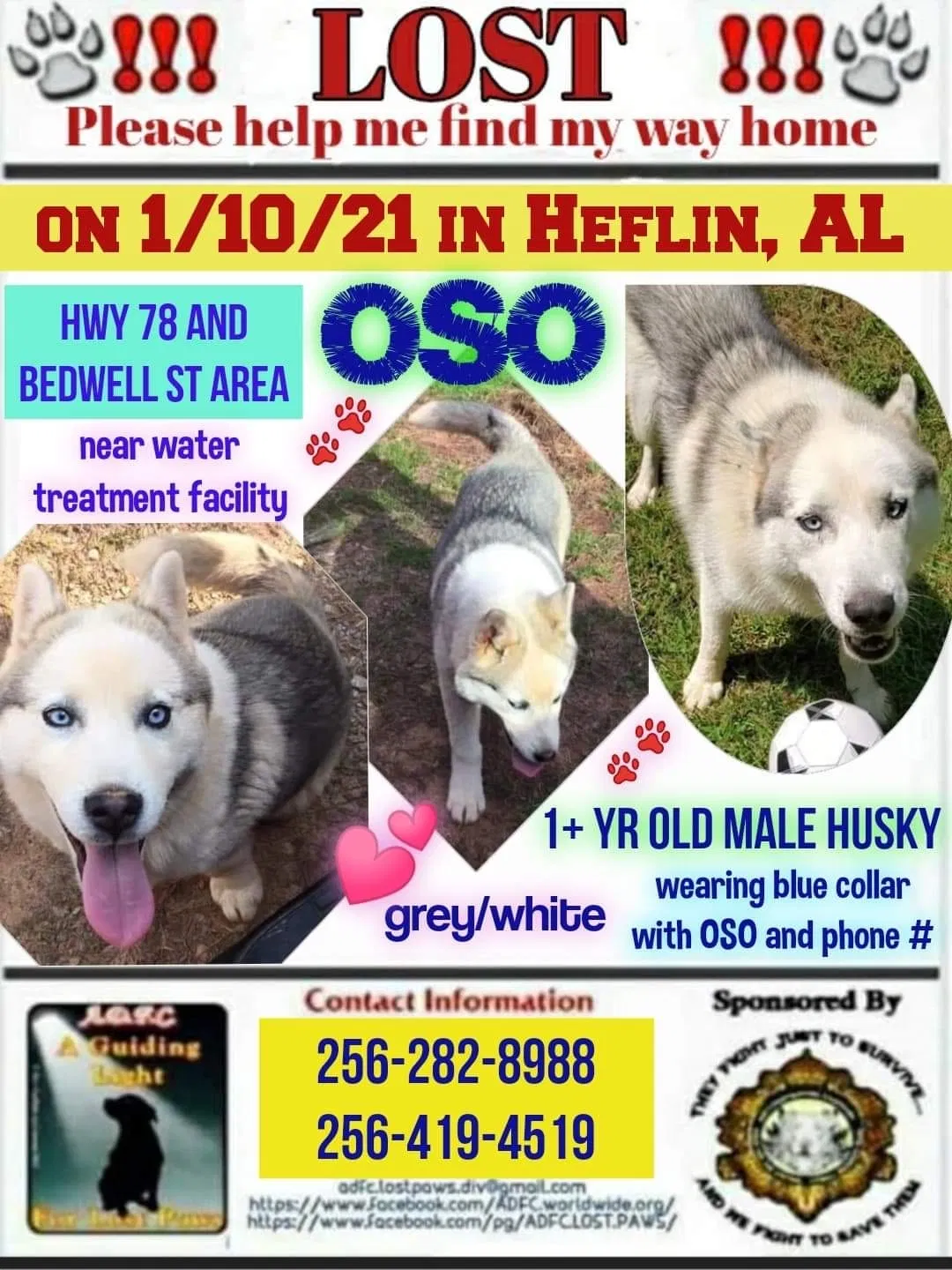 Lost dog in Heflin, AL, 36264