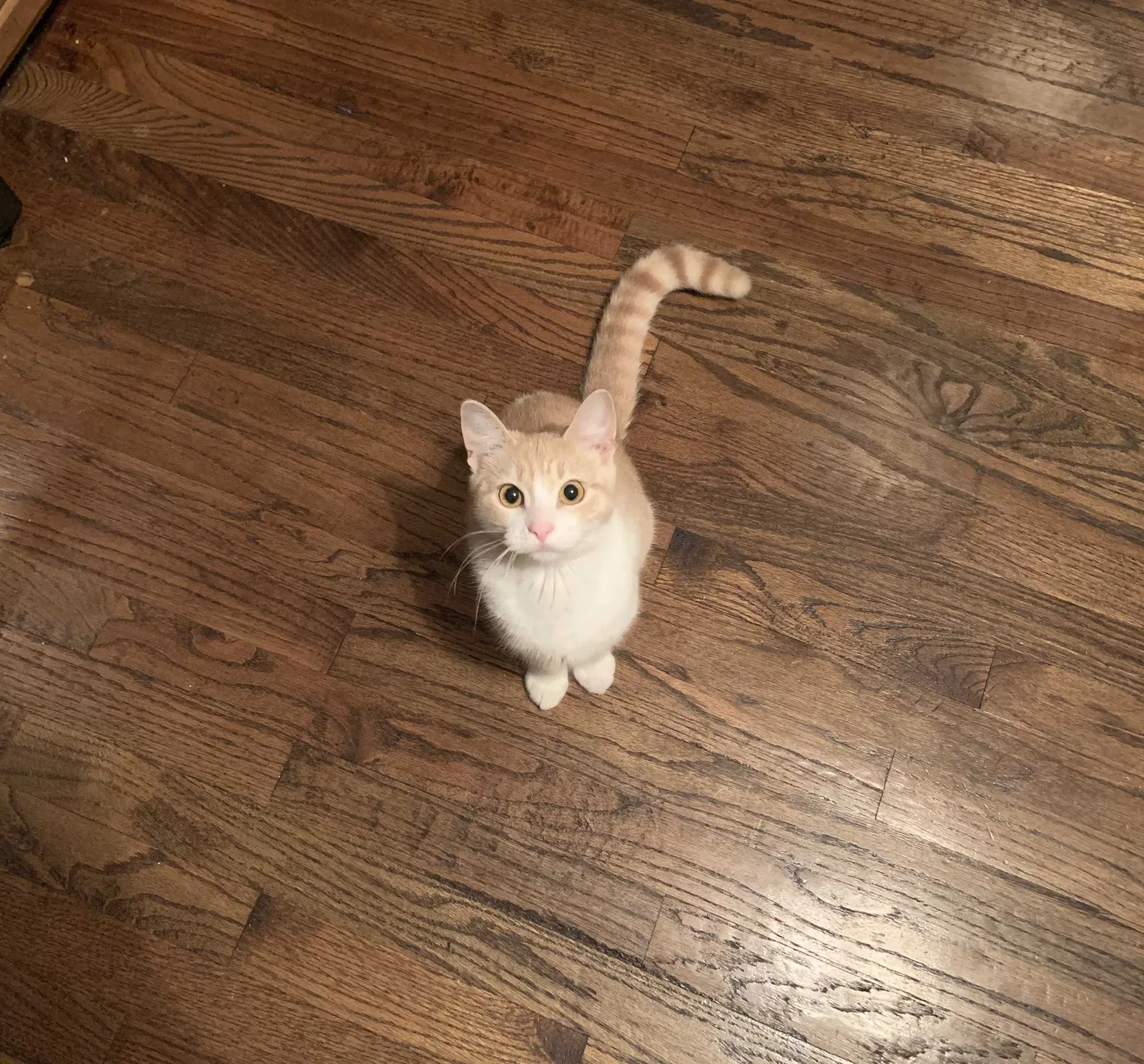 Lost cat in Mobile, AL, 36619