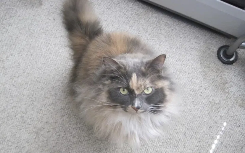 Lost cat in Riverview, FL, 33579