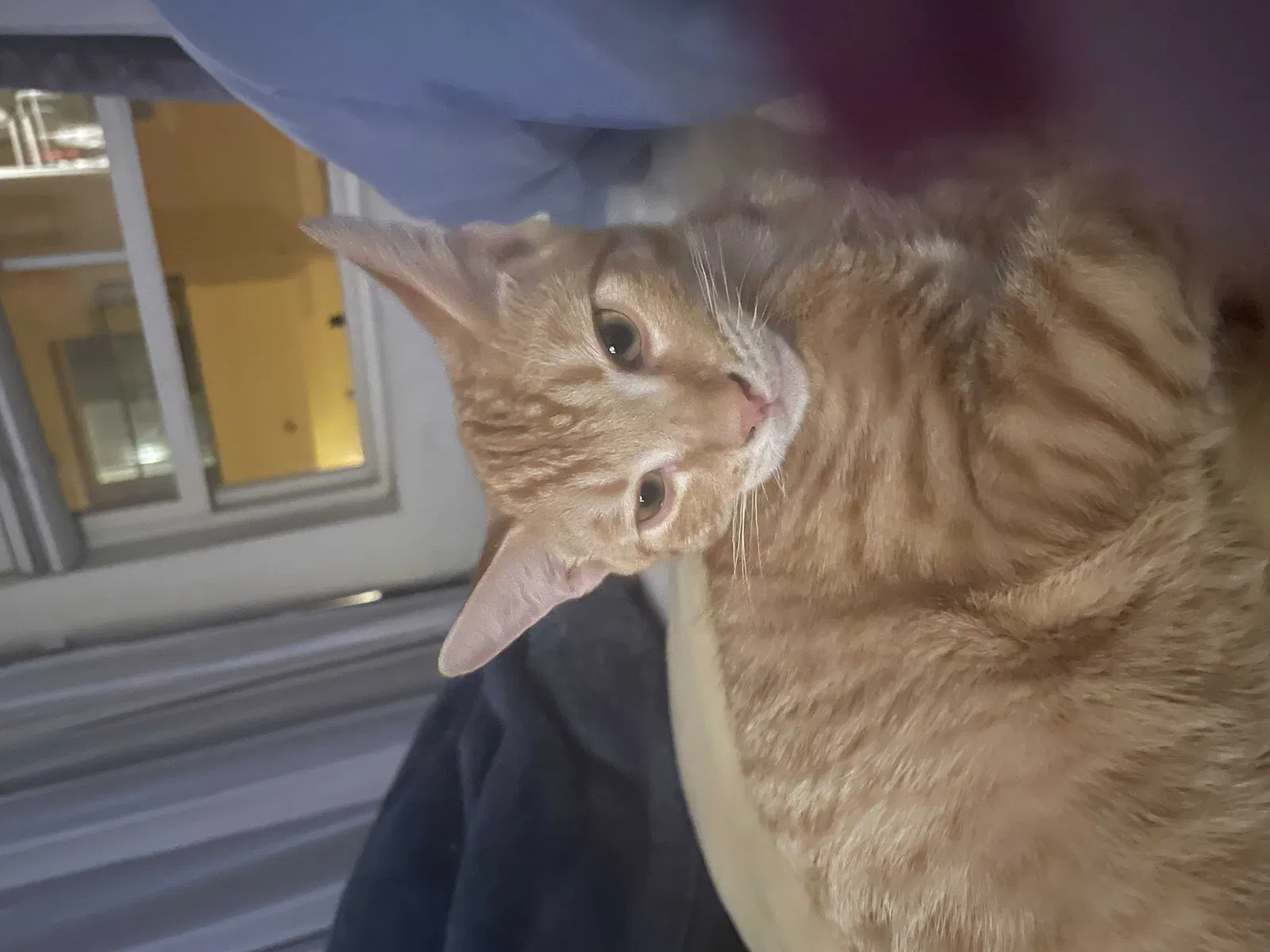 Lost cat in Irvine, CA, 92602
