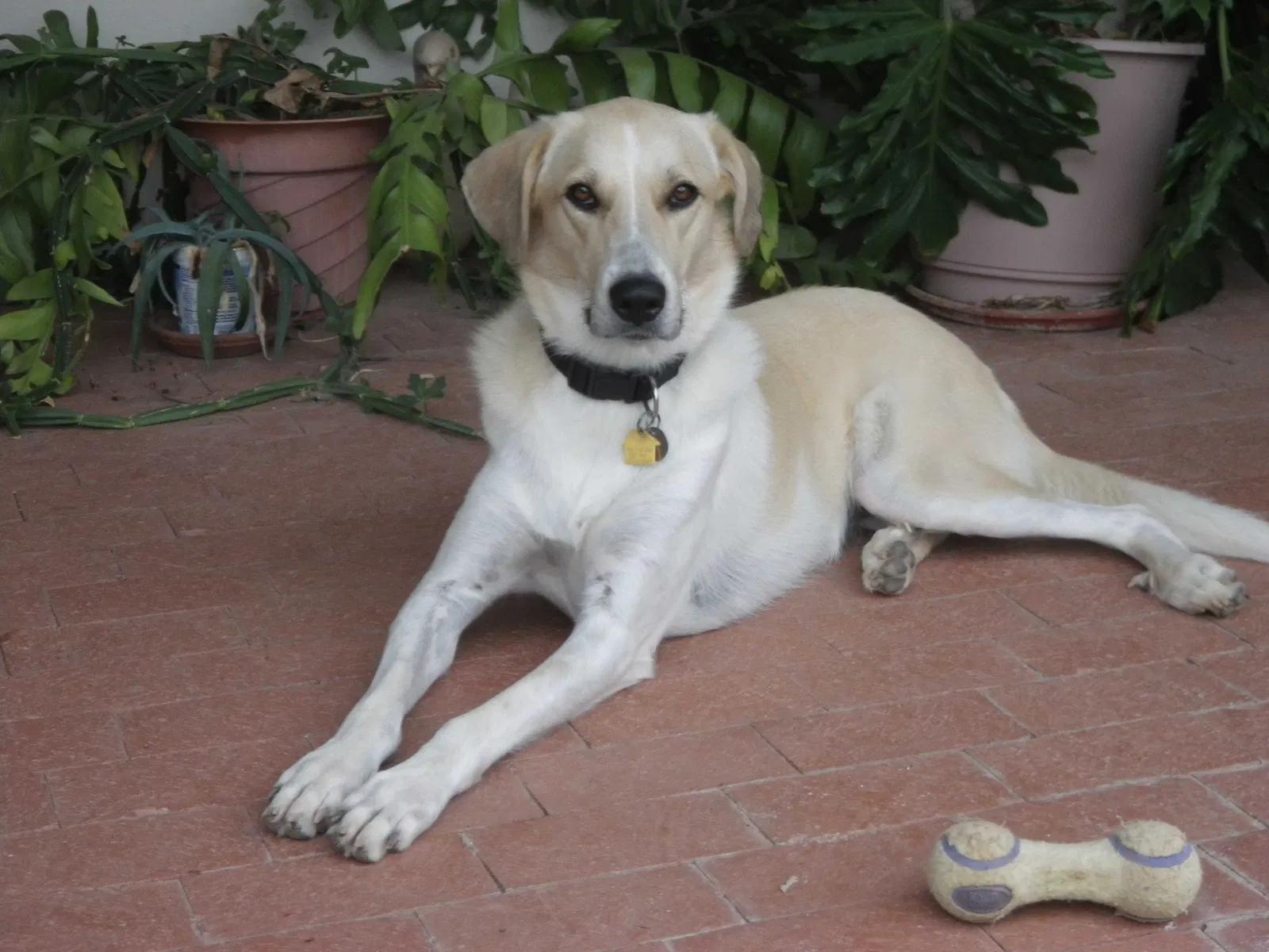 Lost dog in Abilene, TX, 79602