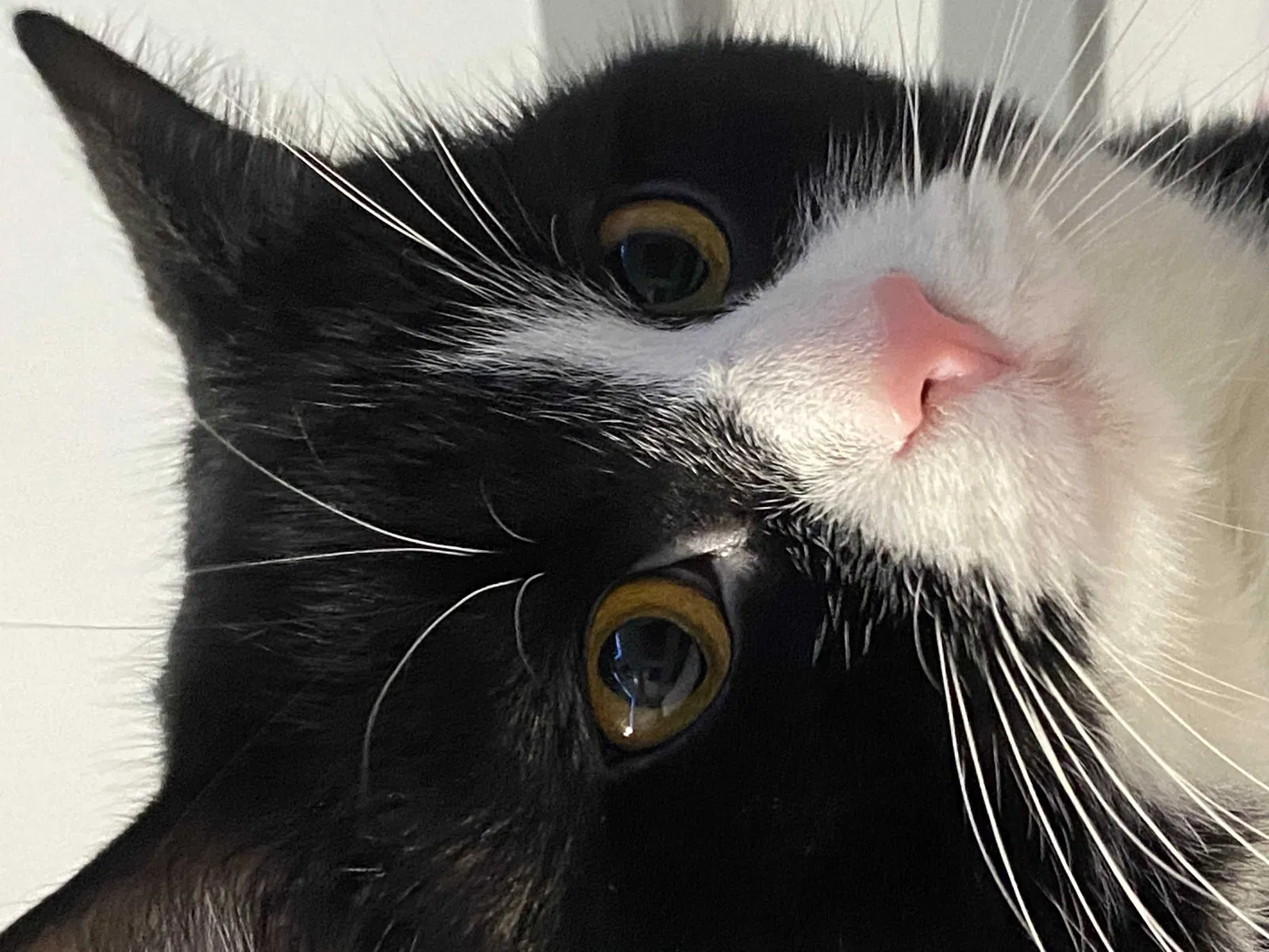 Lost cat in Lexington, KY, 40517